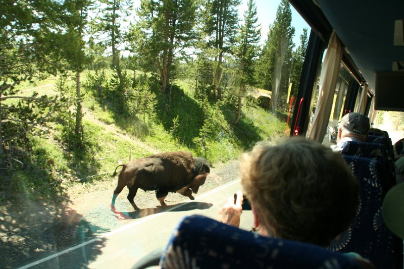 Trip (143).JPG - Another buffalo along the road in Yellowstone National Park
